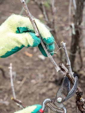 Profesyonel çelik makasla üzüm bağını budamak için şarap üreten bir el resmi, geleneksel tarım.