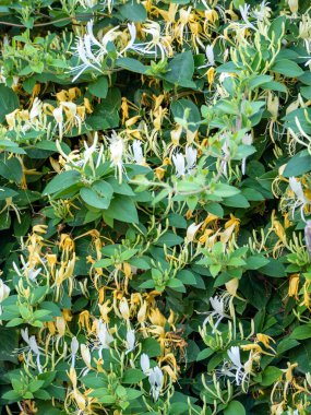 Lonicera 'nın çalısı - Hanımeli çiçek açtı