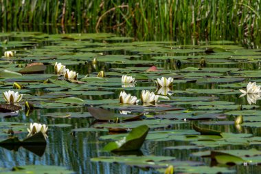 Suyun yüzeyinde süzülen nilüferler, Tuna deltası.