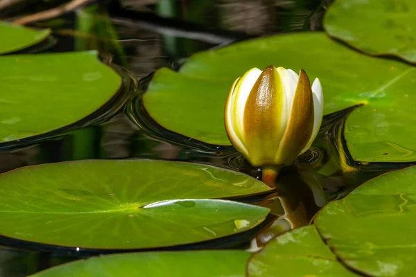 stock image white water lily, danube delta, romania