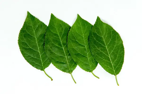 Quatro Folhas Verdes Sobrepostas Alinhadas Conceito Fundo Branco — Fotografia de Stock