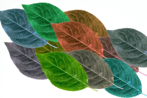 ホワイトバックグラウンドコンセプトに広がるオーバーレイ多彩な葉のグループ — ストック写真