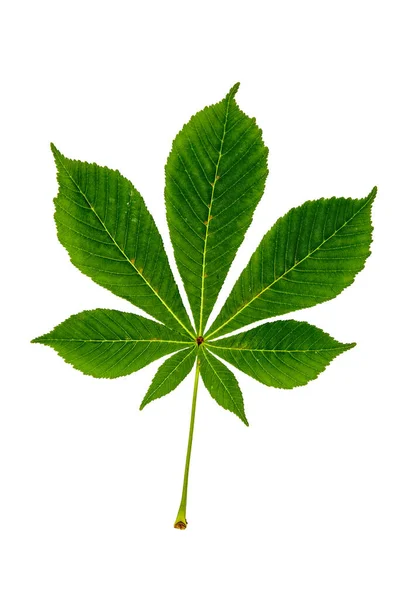 Зеленый Лист Каштана Белом Фоне — стоковое фото