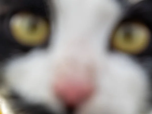 blurred close-up portrait curious spotted cat