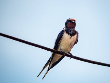 Çizgide otururken yut.