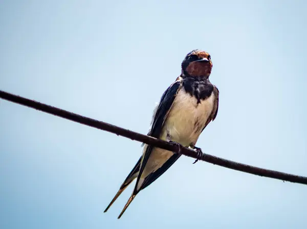 Swallow Sitting Line — Stock Photo, Image