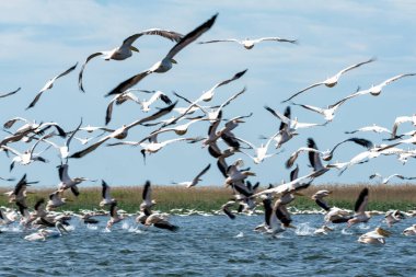 Uçan pelikan sürüsü, Tuna deltasındaki rosu gölü, Romanya 'nın Sulina kenti