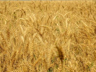 Buğdayı kapat ve hasat için hazır ol.