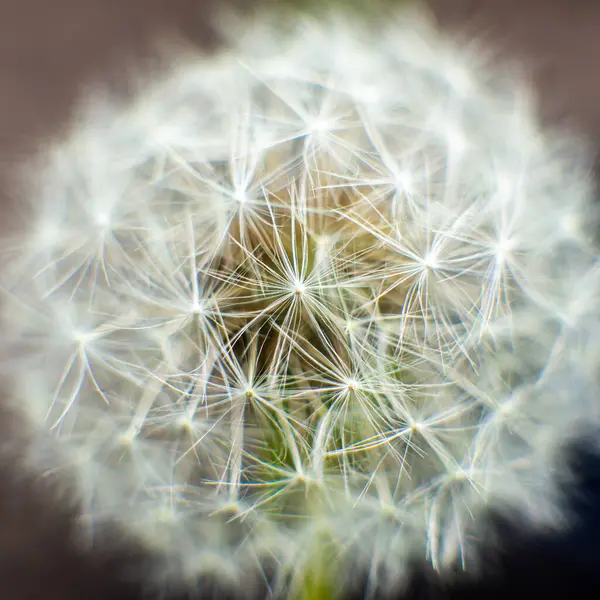Макро Нежный Цветок Одуванчика Закате Солнца — стоковое фото