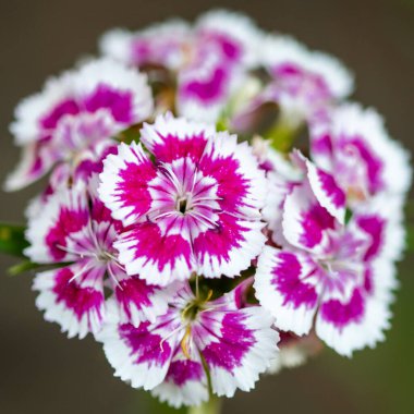 Bir demet pembe çiçeği kapat