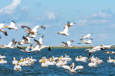 Büyük beyaz pelikan sürüsü Tuna Deltası, Romanya