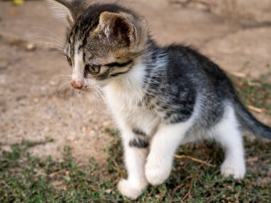 Bahçedeki küçük sevimli kedi yavrusu