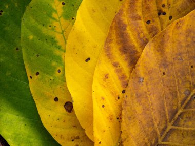 Renkli sonbahar yapraklarının yakın görüntüsü