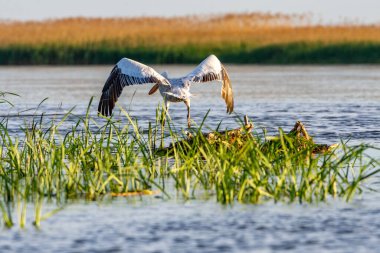Büyük beyaz pelikan (Pelecanus onocrotalus) su üzerinde uçuyor, Tuna Deltası, Romanya