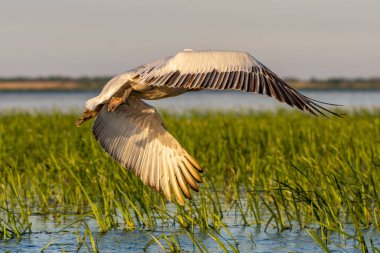 Büyük beyaz pelikan (Pelecanus onocrotalus) su üzerinde uçuyor, Tuna Deltası, Romanya