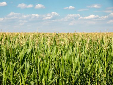 Mısır tarlaları yakından, mısır tarlaları mavi gökyüzünde bulutlu mısır tarlaları.