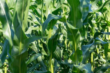 mısır tarlası. Yakın çekim.