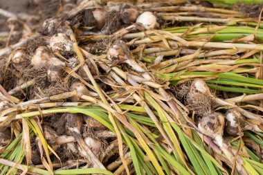 Yere serilmiş taze sarımsak.