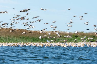 Pelikanlar Tuna Deltası 'nda resimli bir su kütlesinin üzerinde uçuyor.