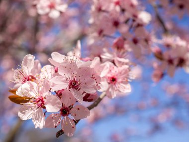 Doğanın güzel çiçekli ve soyut arka planı