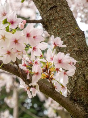 İlkbaharda çiçek açan ağaç dalları