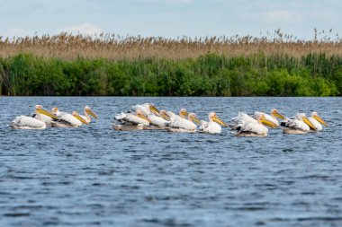Uçan pelikan sürüsü, Tuna deltasındaki rosu gölü, Romanya 'nın Sulina kenti