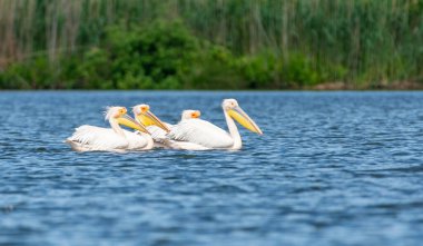 Uçan pelikan sürüsü, Tuna deltasındaki rosu gölü, Romanya 'nın Sulina kenti