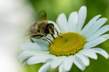 Bir uçan sineğin yakın plan fotoğrafı.
