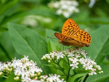 Bir çiçeğin üzerinde oturan kelebek