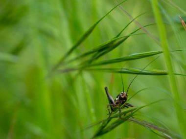 Çimlerde siyah cırcır böceği, yakın plan fotoğraf.