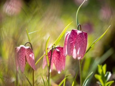 charming spring flower Fritillaria meleagris known as snake's head, chess flower, frog-cup or fritillary in its natural ecosystem, close up photo clipart