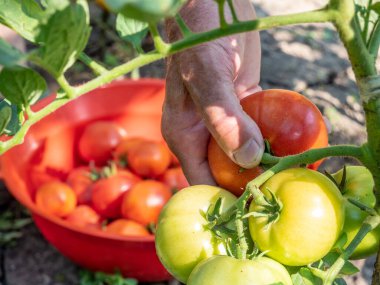 man hand harvests tomatoes in the garden and bowl with red ripe tomatoes