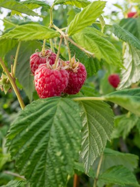 Bahçede olgun ahududu dalları