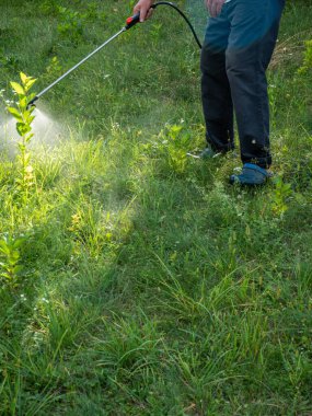 Bahçedeki yabani otlara ot ilacı sıkılmış.