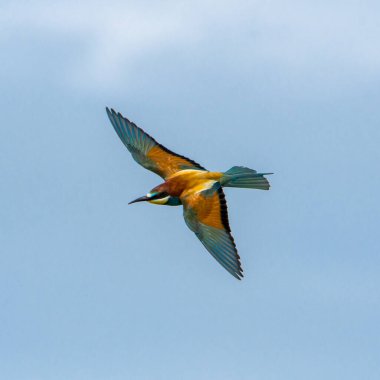 Avrupai arı yiyici uçuyor, oynuyor