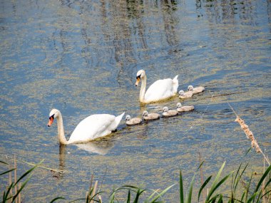 Yeni doğmuş yavrularla gölde yüzen beyaz kuğu.