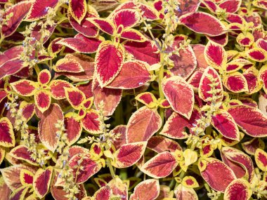 Coleus ısırgan otunun kırmızı yapraklarının arkaplanı (Solenostemon scutellarioides)