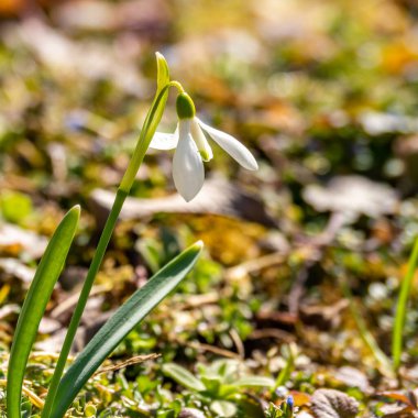 Bahar bahçesinde güzel beyaz kar damlası