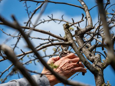 İnsan eli budama ağacı kurumuş dallar kesiyor.