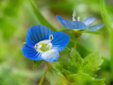 Çayırdaki mavi çiçekli papatyanın yakın çekimi