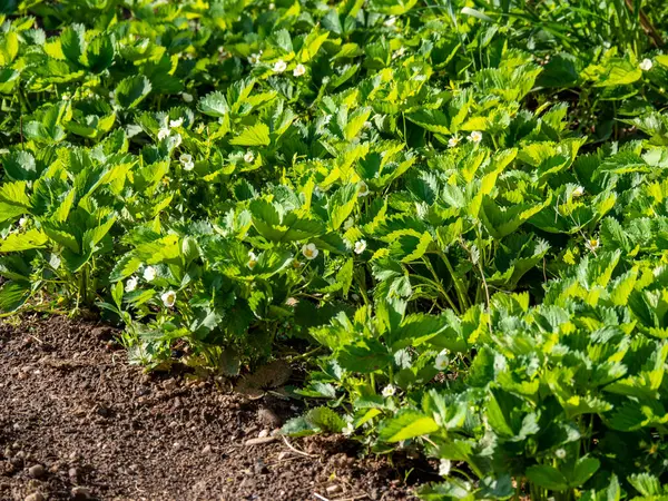 Yeşil yapraklı çilek çalısı ve bahçe yatağında açan beyaz çiçekler.