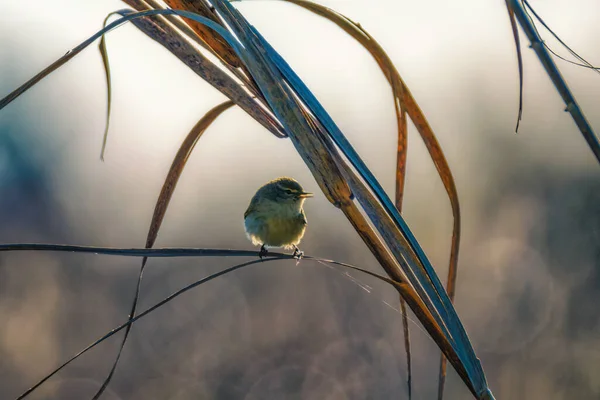 Petit Oiseau Coloré Sur Une Branche Dans Arbre — Photo