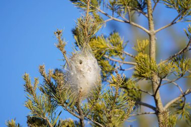Baharda mavi gökyüzünde çam hastalığı