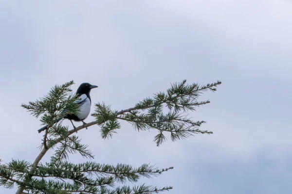 Bir Daldaki Kuş Gökyüzüne Bakıyor — Stok fotoğraf