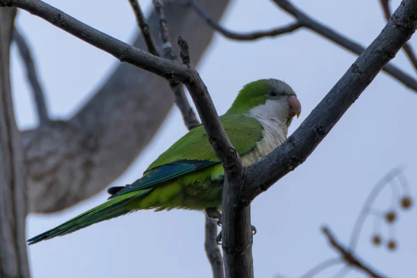 stock image Parrot on tree branch