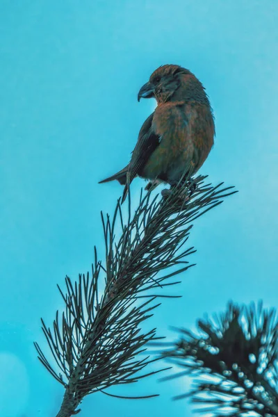Oiseau Sur Une Branche Regardant Ciel — Photo