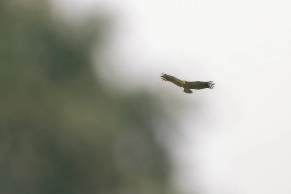 Sęp Griffon Latający Niebie Nieostrym Drzewem Obok — Zdjęcie stockowe