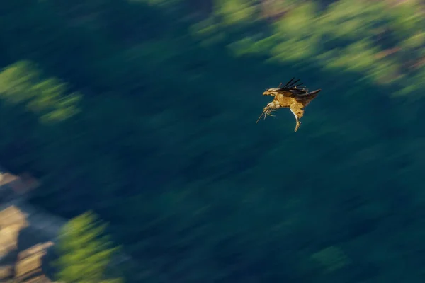 巣を作るためにくちばしの枝で空を飛んでいるグリフォンハゲタカ 背景はスピード効果で焦点を当てていません — ストック写真