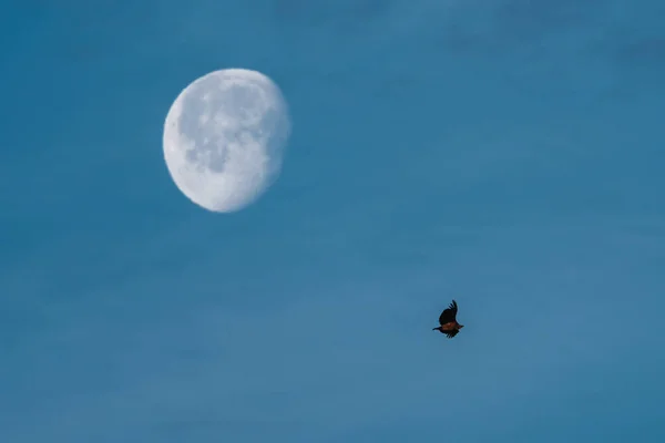 Griffon Sup Létající Obloze Úplňkem Pozadí Modré Obloze — Stock fotografie
