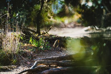 Yeşil orman dalına tünemiş küçük kuş.